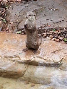 Oriental Small clawed otter: Adelaide Zoo